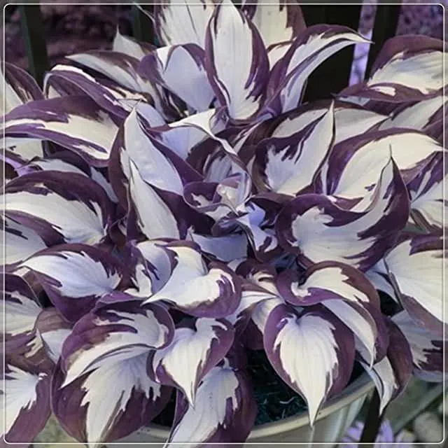 🌼Rare Colorful Hosta Seeds