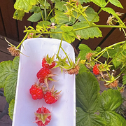 🍓Red Raspberry Organic Natural Seeds