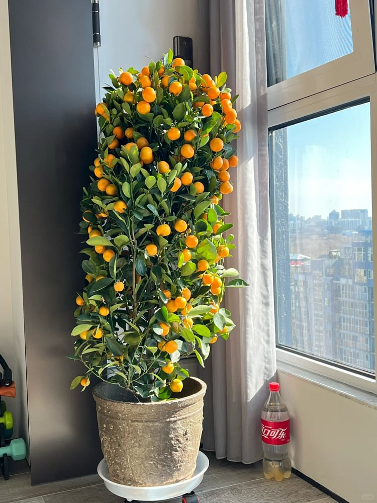 Kumquat Tree Seeds