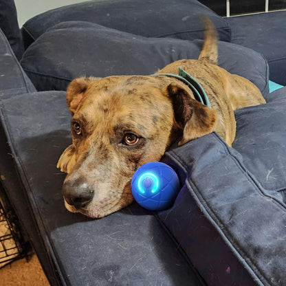 Ziptred™ - Interactive Pet Bounce Ball – USB Rechargeable Motion Toy for Cats 🐱 & Dogs 🐶