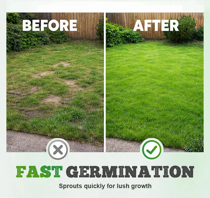 7 Days Germination🌱 Evergreen dwarf grass seed for four seasons🌾