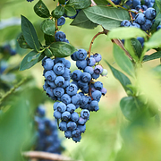 🫐 Sweet Ice Blueberry - Year-Round Harvest - Home Potted Plant - Balcony Backyard