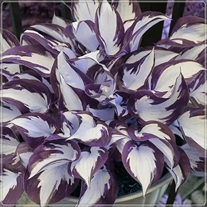 🌼Rare Colorful Hosta Seeds