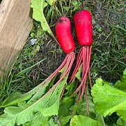 🥕Pineapple Fruit Radish Seeds