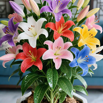 🌺Colorful Perfume Lily Bulbs—Fresh and Sweet