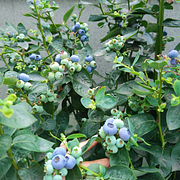 🫐 Sweet Ice Blueberry - Year-Round Harvest - Home Potted Plant - Balcony Backyard