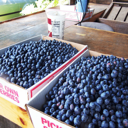 Giant Blueberry Fruit Seeds (20 Seeds a Pack)