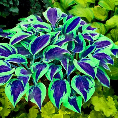 🌼Rare Colorful Hosta Seeds