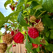 🍓Red Raspberry Organic Natural Seeds