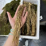 Precious Ginseng Seeds  Herbaceous Perennial