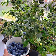 🫐 Sweet Ice Blueberry - Year-Round Harvest - Home Potted Plant - Balcony Backyard