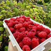 🍓Red Raspberry Organic Natural Seeds
