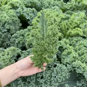 Kale Seeds