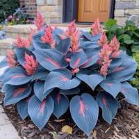 Blue-Pink🔥Top2