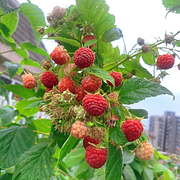 🍓Red Raspberry Organic Natural Seeds