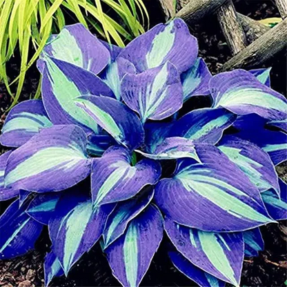 🌼Rare Colorful Hosta Seeds