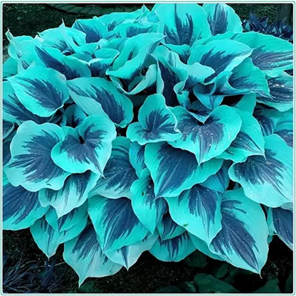 🌼Rare Colorful Hosta Seeds