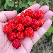 🍓Red Raspberry Organic Natural Seeds