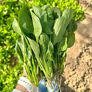 Four Seasons Red Stem Spinach - The Eggs of Vegetables