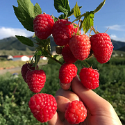 🍓Red Raspberry Organic Natural Seeds