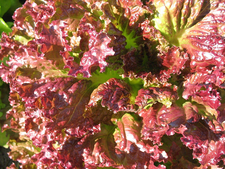 Coffee Leaf lettuce Seeds-🪴Harvest Within 30 days-Fewer Pests