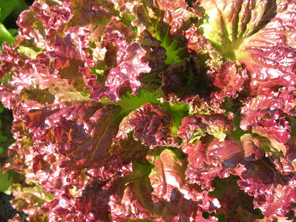 Coffee Leaf lettuce Seeds-🪴Harvest Within 30 days-Fewer Pests