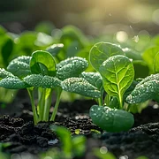 Four Seasons Red Stem Spinach - The Eggs of Vegetables