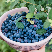🫐 Sweet Ice Blueberry - Year-Round Harvest - Home Potted Plant - Balcony Backyard