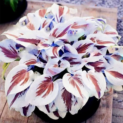 🌼Rare Colorful Hosta Seeds