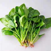 Four Seasons Red Stem Spinach - The Eggs of Vegetables