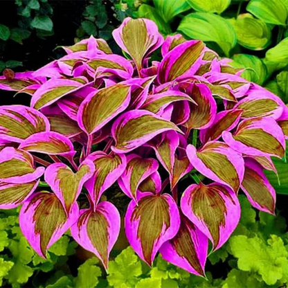 🌼Rare Colorful Hosta Seeds