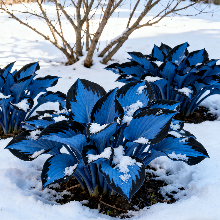 🌹Rare Colorful Hosta Bulbs