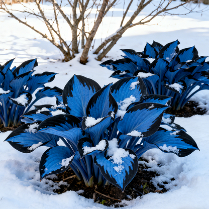 🌹Rare Colorful Hosta Bulbs
