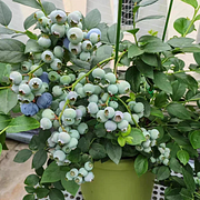 🫐 Sweet Ice Blueberry - Year-Round Harvest - Home Potted Plant - Balcony Backyard
