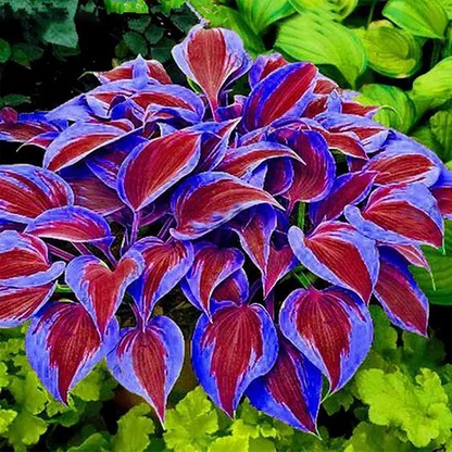 🌼Rare Colorful Hosta Seeds