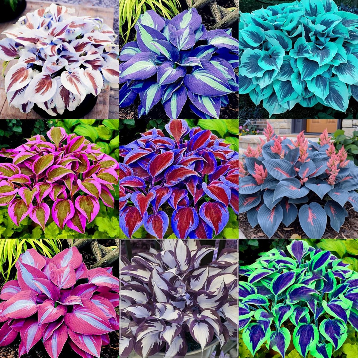 🌼Rare Colorful Hosta Seeds