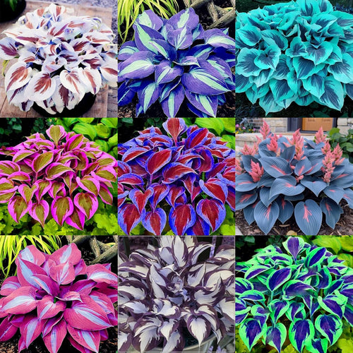 🌼Rare Colorful Hosta Seeds