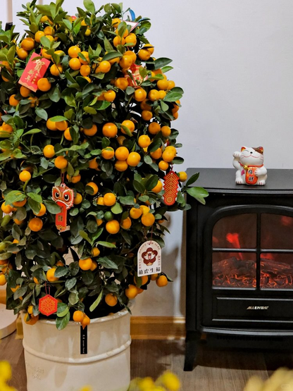 Kumquat Tree Seeds