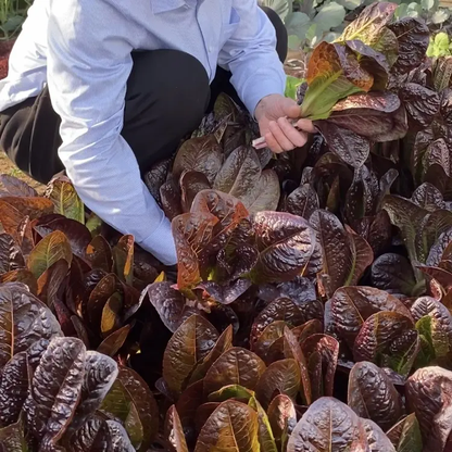 Coffee Leaf lettuce Seeds-🪴Harvest Within 30 days-Fewer Pests