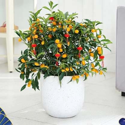 Kumquat Tree Seeds